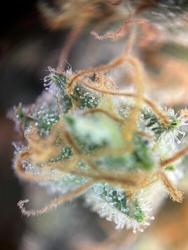 Growreport Bild 29