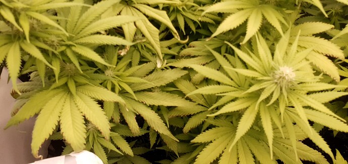 Growreport Bild 6