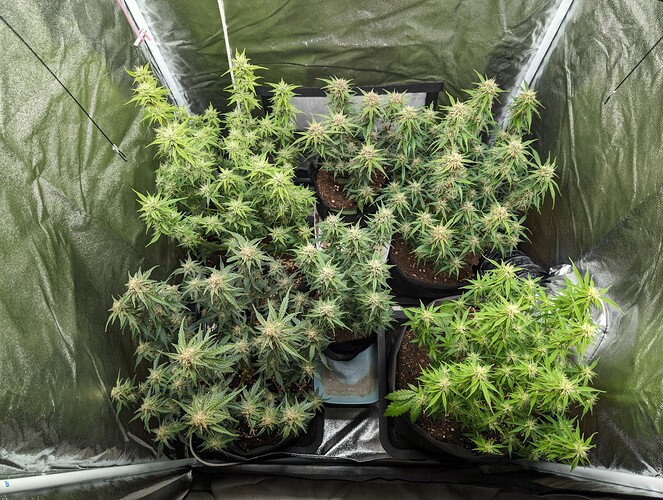 Growreport Bild 1