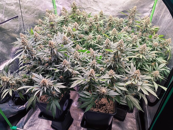 Growreport Bild 10
