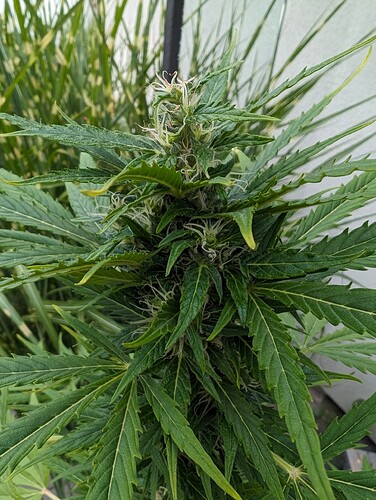 PXL_20240614_080424148