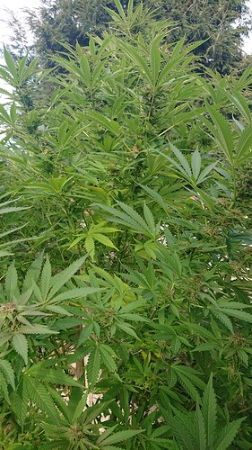 Growreport Bild 21