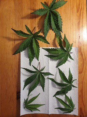 43 Tage_2025-06-08-185708_005_Mel