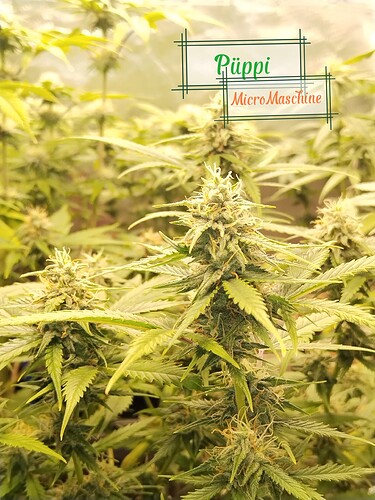Growreport Bild 3