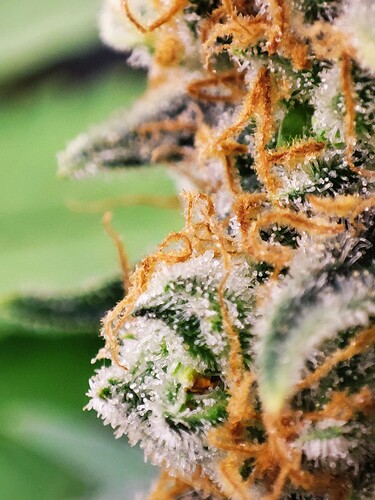 Growreport Bild 23