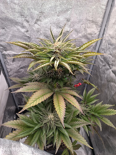 Growreport Bild 34