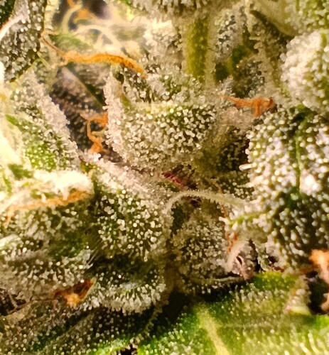 Growreport Bild 8