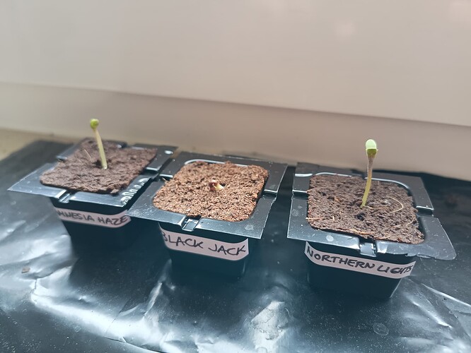 IMG_20240422_083820737