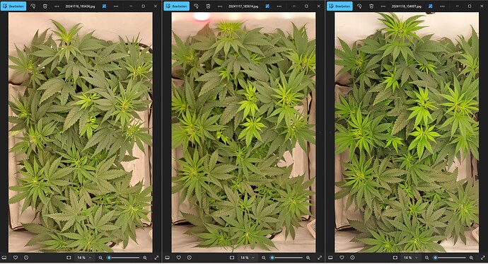 Growreport Bild 4