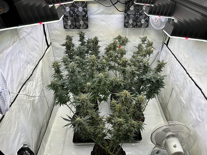 Growreport Bild 32