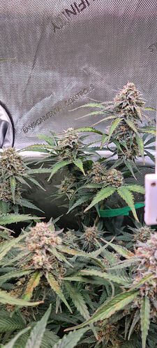 Growreport Bild 8