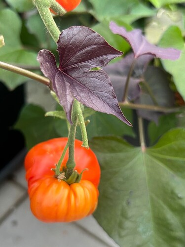 Growreport Bild 61