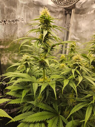 Growreport Bild 25