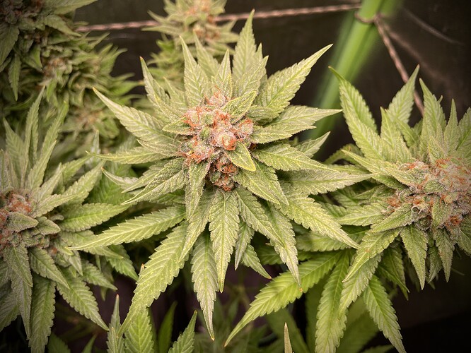 Growreport Bild 11