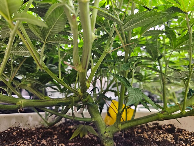 Growreport Bild 4
