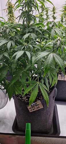 Growreport Bild 7
