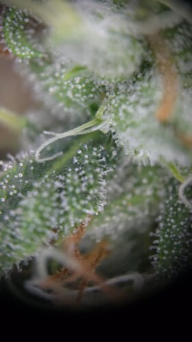 Growreport Bild 7