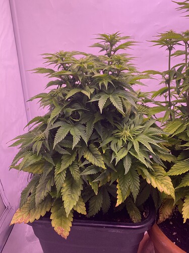 Growreport Bild 3