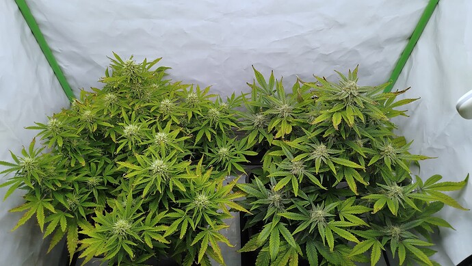 Zwei Cannabis-Pflanzen in einem Growzelt, links Bruce Banner und rechts Mandarine XL, beide in der Blütephase.