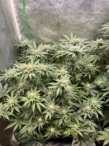 Growreport Bild 4