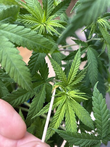 Growreport Bild 38