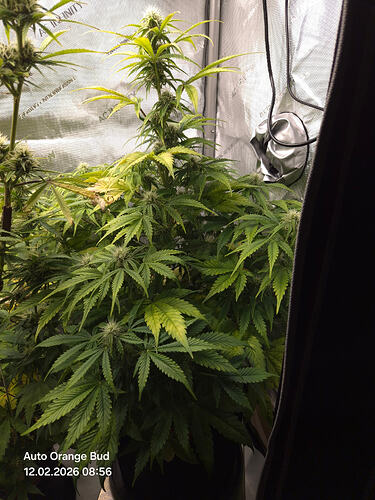 Eine blühende Cannabis-Pflanze in einem Growzelt, identifiziert als Auto Orange Bud.