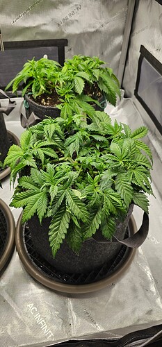 Growreport Bild 6