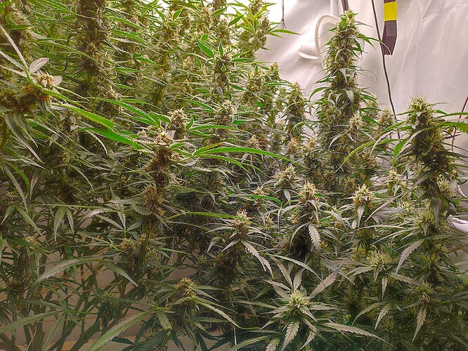 Growreport Bild 3