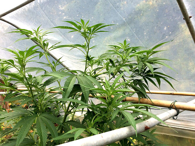 Grow26_0817_05