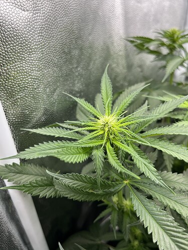 Growreport Bild 6