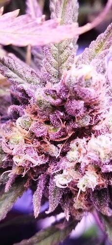 Growreport Bild 4