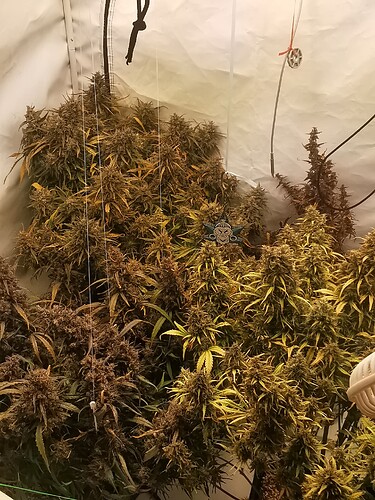 Growreport Bild 1