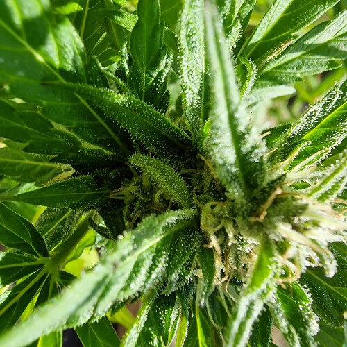 Growreport Bild 1