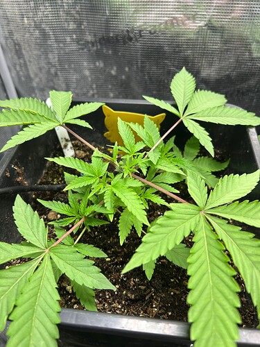 Growreport Bild 31