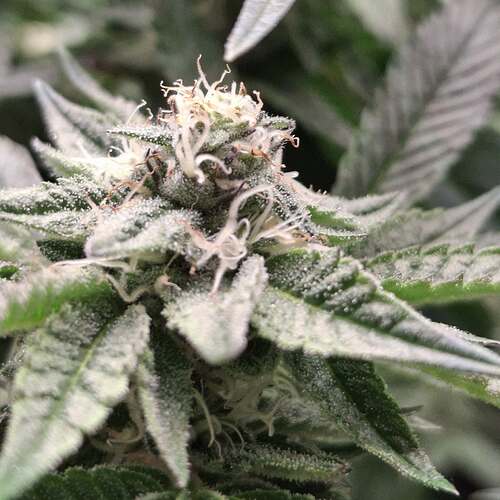 475796019_122166332552293599_3022563044101109885_n