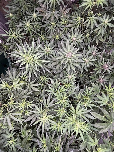 Growreport Bild 30