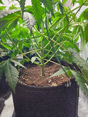 Growreport Bild 3