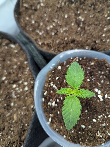 PXL_20250305_051426158