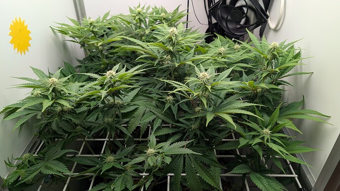 Growreport Bild 18