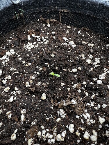 Growreport Bild 6
