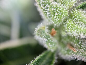 PXL_20250703_132521275.MP