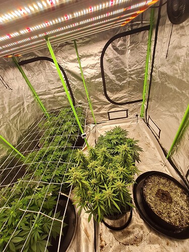 Growreport Bild 5