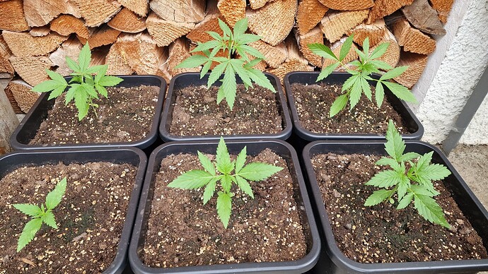 Growreport Bild 2