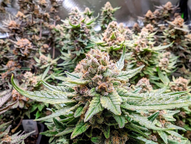Growreport Bild 3