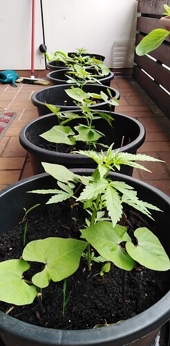 Growreport Bild 1