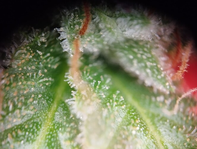 Growreport Bild 4