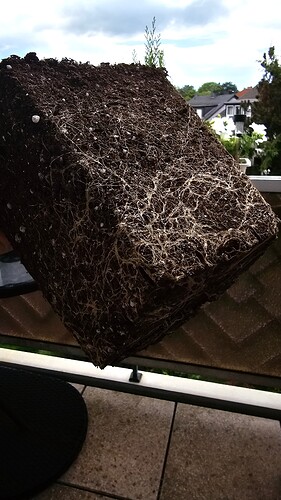Growreport Bild 7