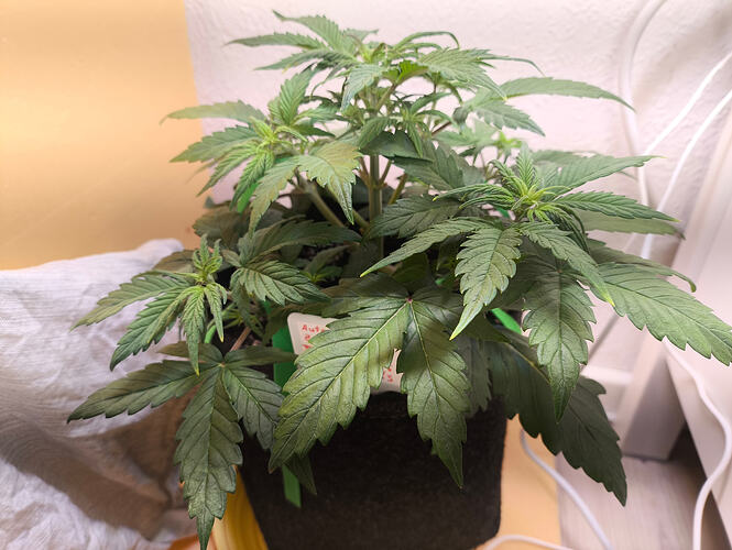 Growreport Bild 2