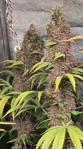 Growreport Bild 5