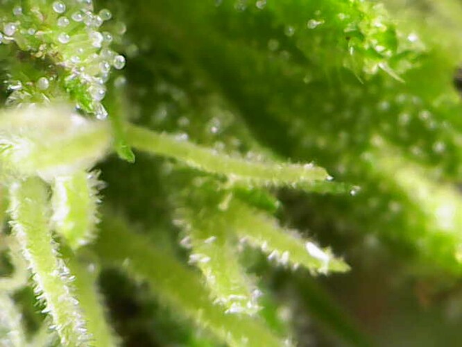 Growreport Bild 2